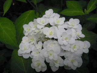 62012_0602AB.JPG