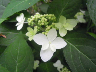 62012_0602AF.JPG
