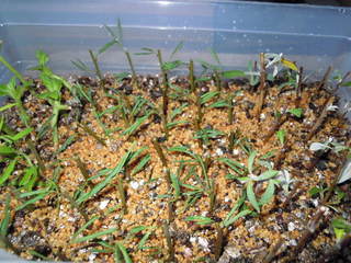 DSCN0048.JPG