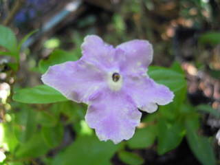 DSCN0050.JPG
