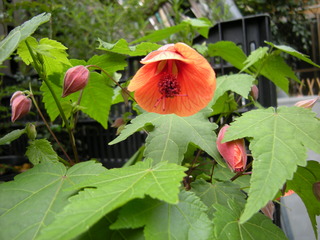 DSCN0128.JPG