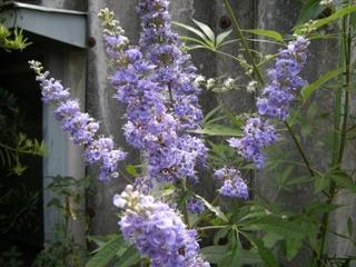 DSCN0147a.JPG