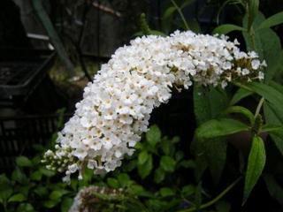 DSCN0157-1.JPG