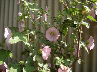 DSCN0239.JPG