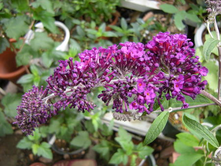 DSCN0311.JPG