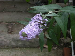 DSCN0345.JPG