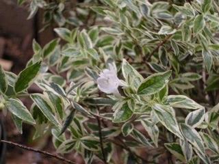 DSCN0356-1.JPG