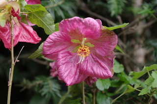 IMGP0974.JPG