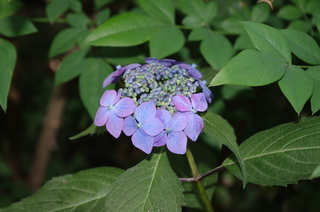 IMGP1042.JPG