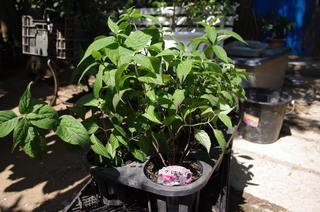 IMGP1059.JPG