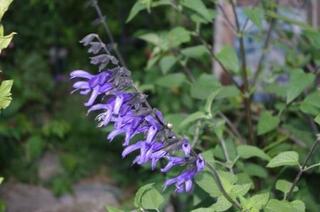IMGP1073-1.JPG