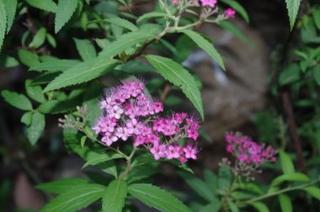 IMGP1080.JPG