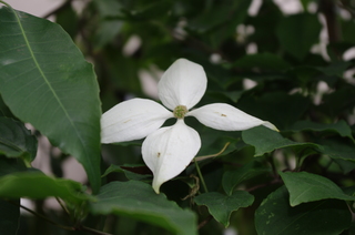 IMGP1140.JPG