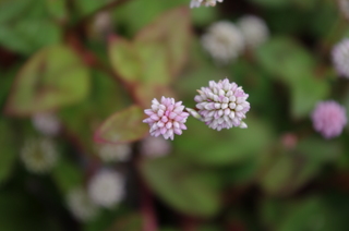 IMGP1179.JPG