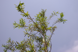 IMGP1215.JPG