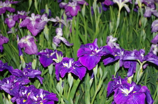 IMGP1357.JPG