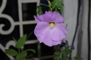 IMGP1427.JPG