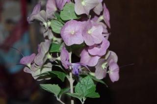 IMGP1525-1.JPG
