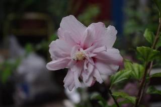IMGP1592-1.JPG