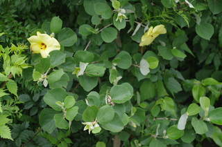 IMGP1654.JPG
