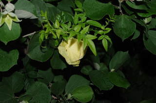 IMGP1696.JPG