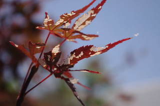 IMGP1768.JPG
