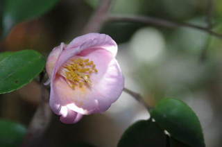 IMGP7255.JPG