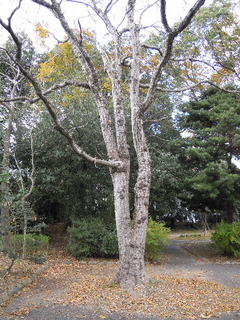 2010_1209AV.JPG